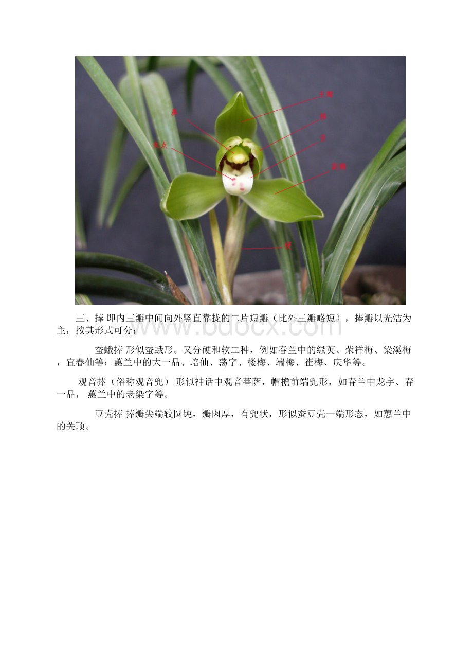 兰花鉴赏术语及入门知识Word文件下载.docx_第2页