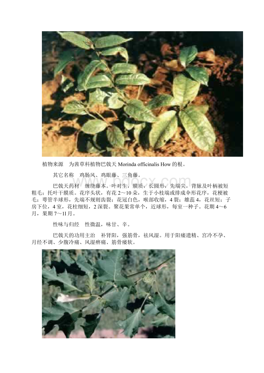 整理100种中草药彩色图谱1.docx_第2页