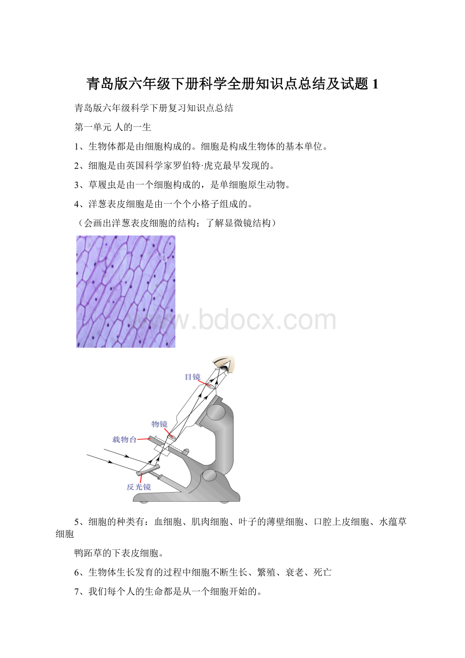 青岛版六年级下册科学全册知识点总结及试题1.docx_第1页