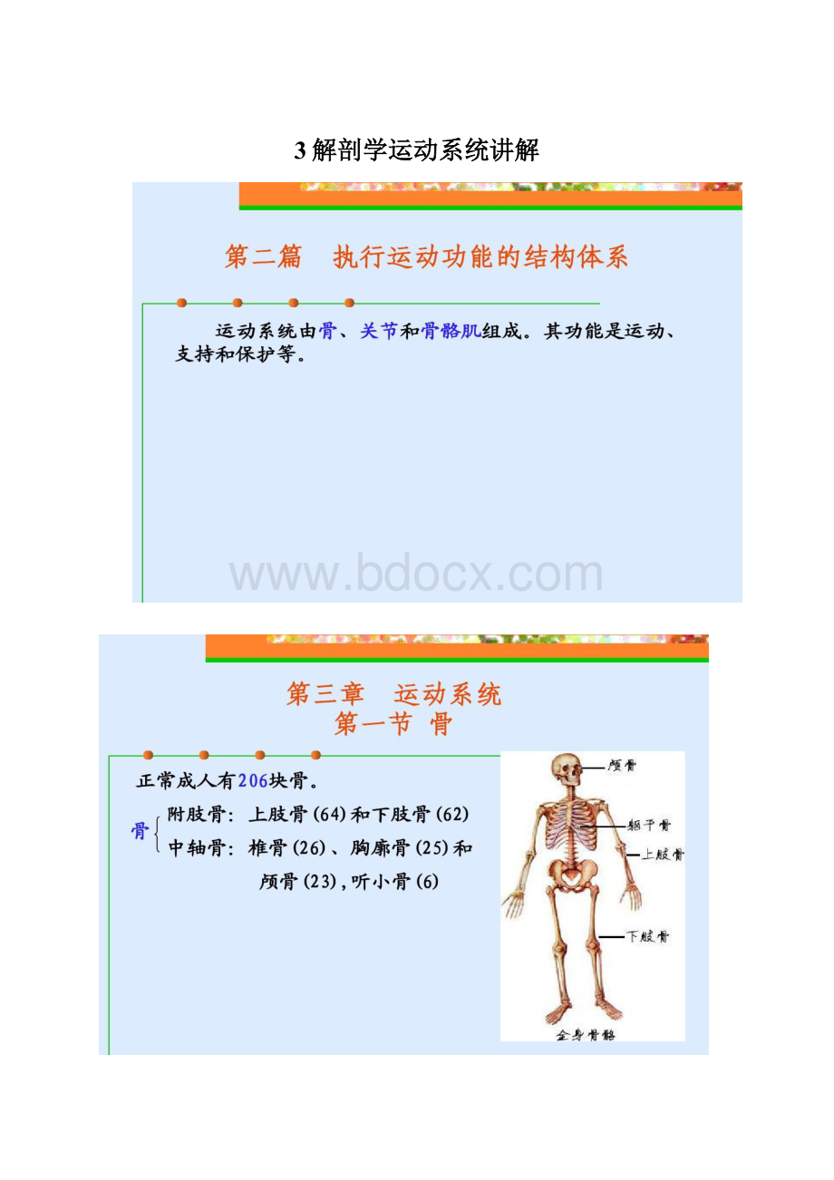 3解剖学运动系统讲解.docx