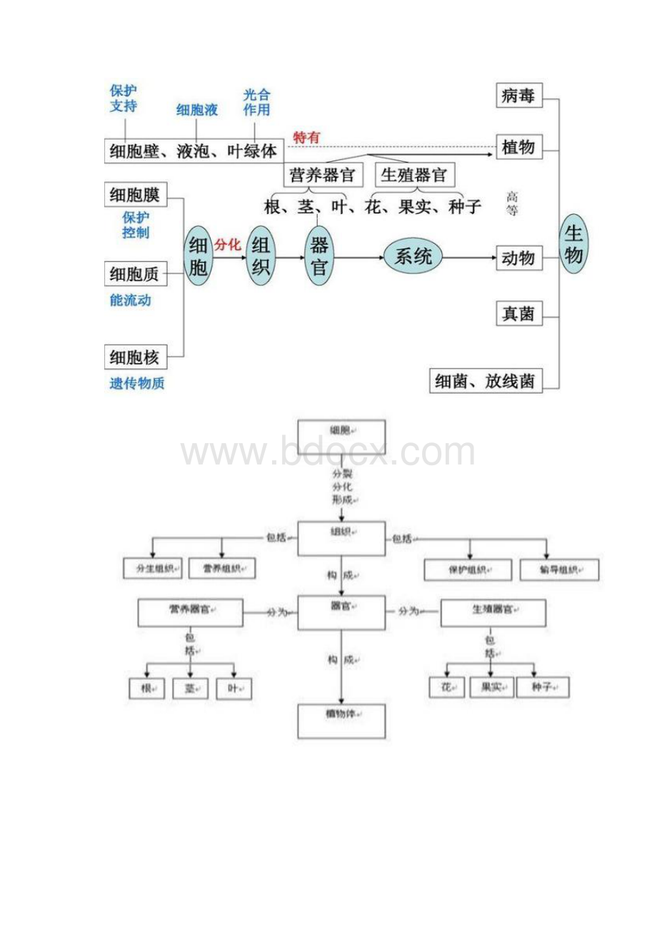 已印12张知识结构图帮你扫清初中生物全部知识点好简单Word格式.docx_第2页