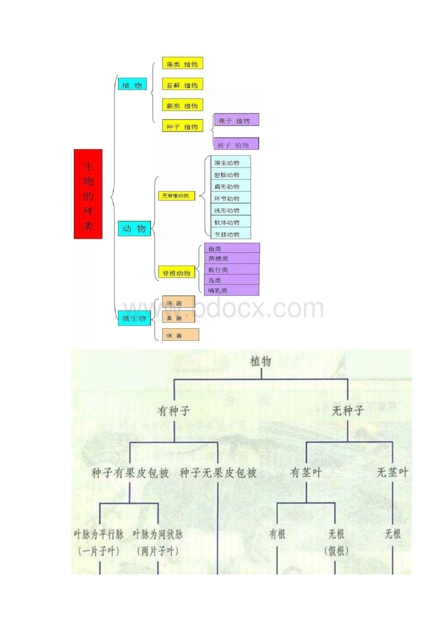 已印12张知识结构图帮你扫清初中生物全部知识点好简单.docx_第3页