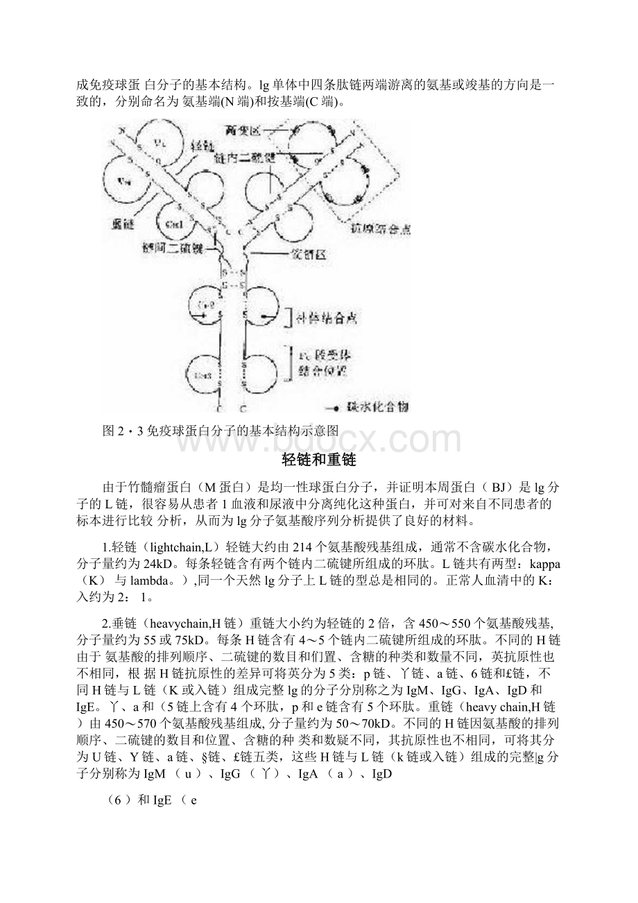 抗体的基本结构.docx_第3页