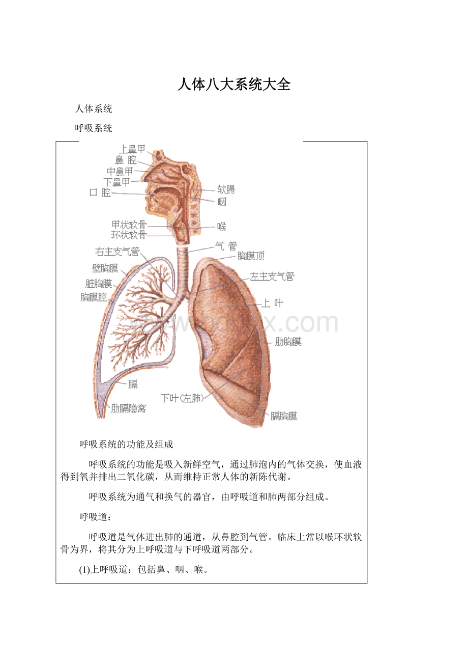 人体八大系统大全.docx