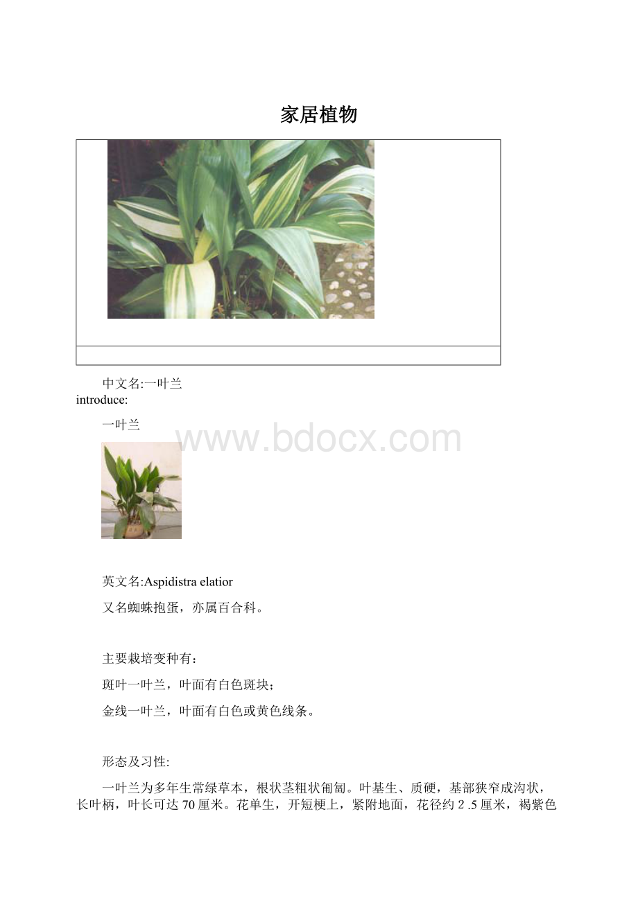 家居植物Word格式文档下载.docx_第1页