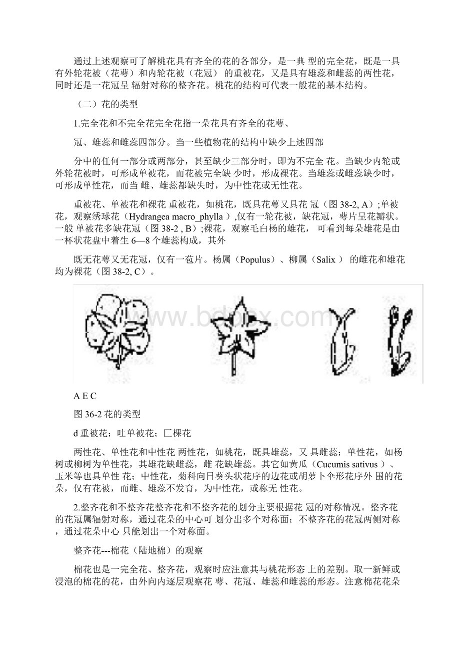 花的解剖结构Word格式文档下载.docx_第2页