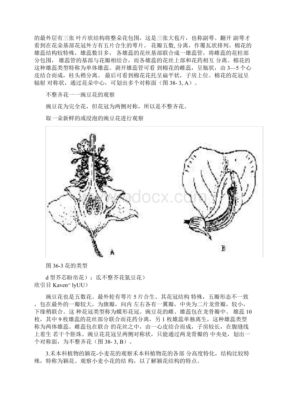 花的解剖结构Word格式文档下载.docx_第3页