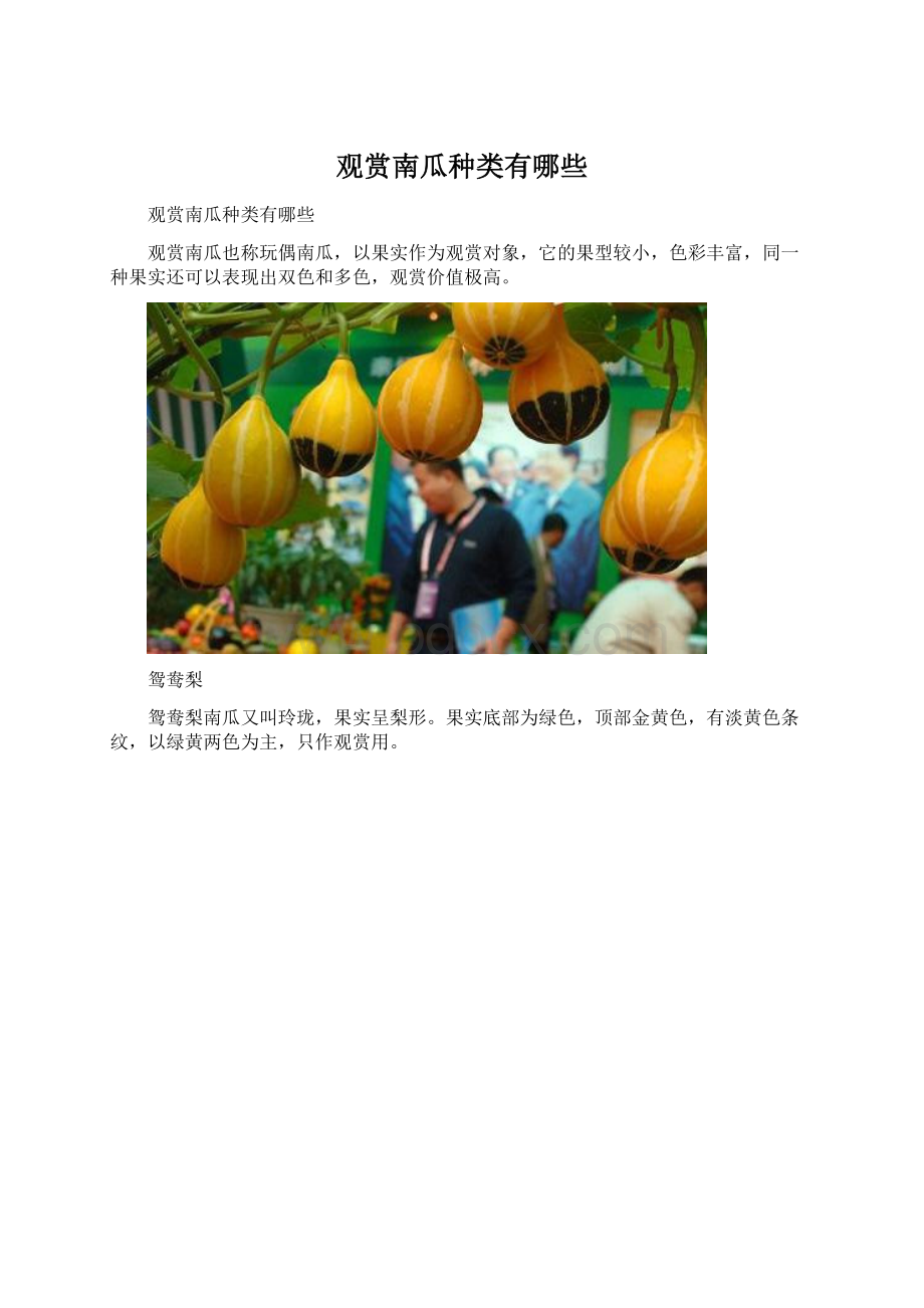 观赏南瓜种类有哪些Word下载.docx