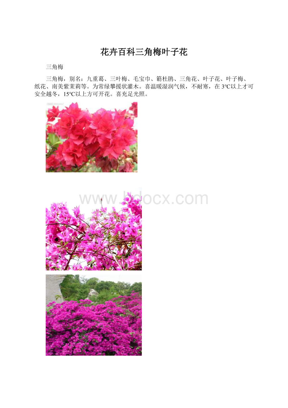 花卉百科三角梅叶子花.docx