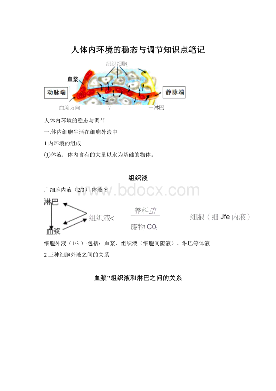 人体内环境的稳态与调节知识点笔记Word文档格式.docx