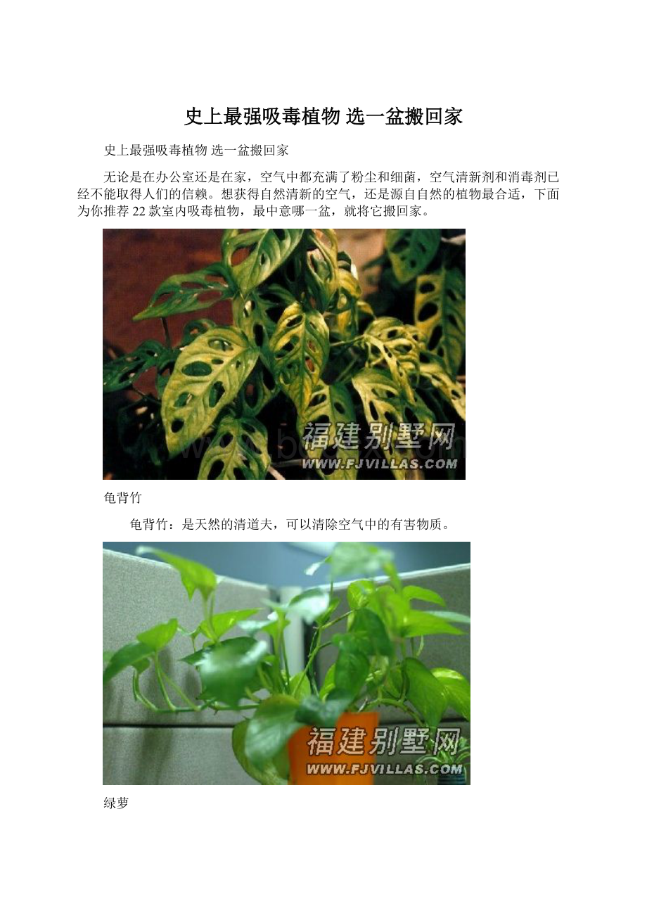 史上最强吸毒植物 选一盆搬回家Word文档格式.docx_第1页