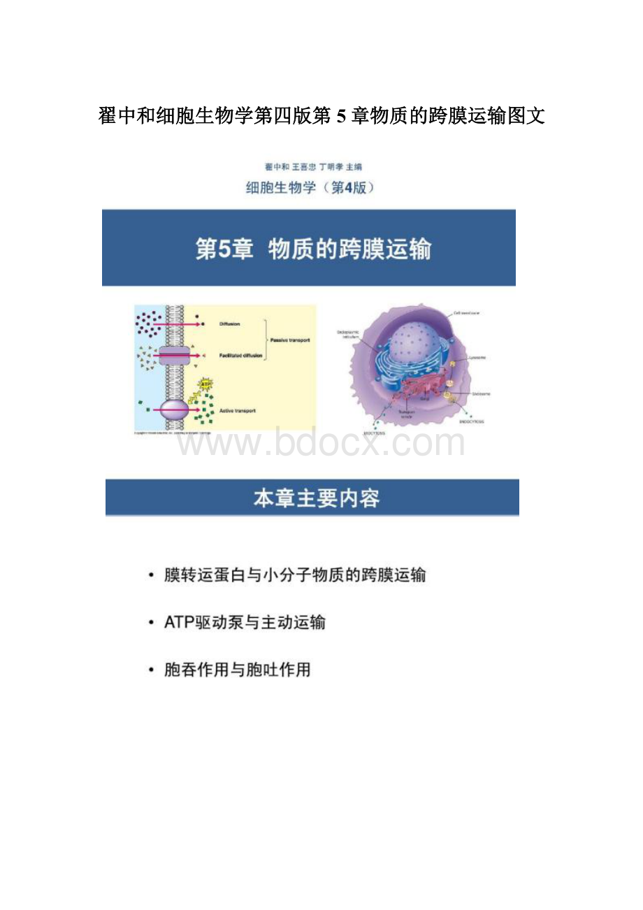 翟中和细胞生物学第四版第5章物质的跨膜运输图文Word格式文档下载.docx