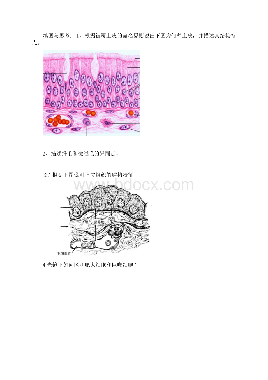 组织学与胚胎学实验报告.docx_第3页