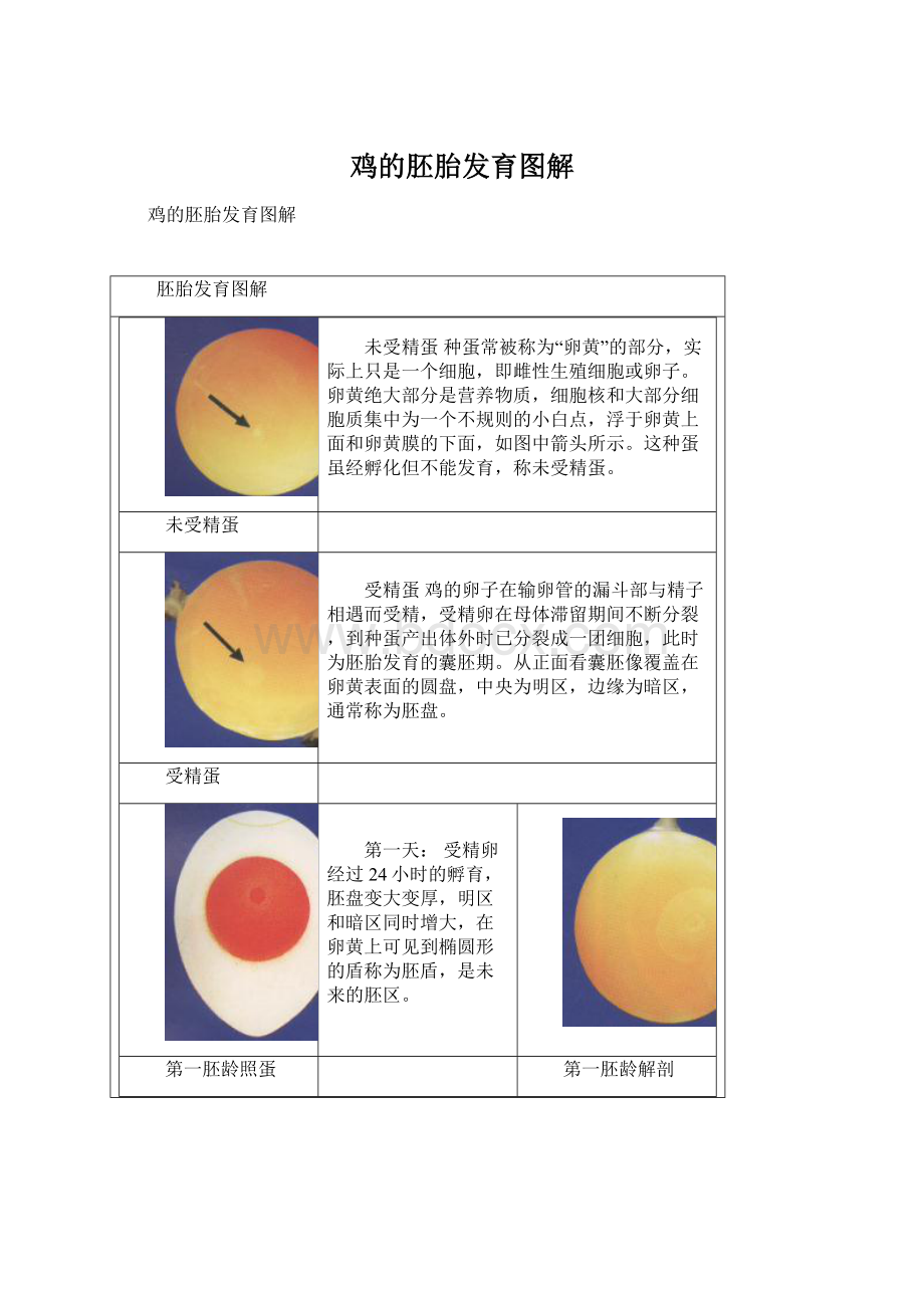 鸡的胚胎发育图解Word文件下载.docx