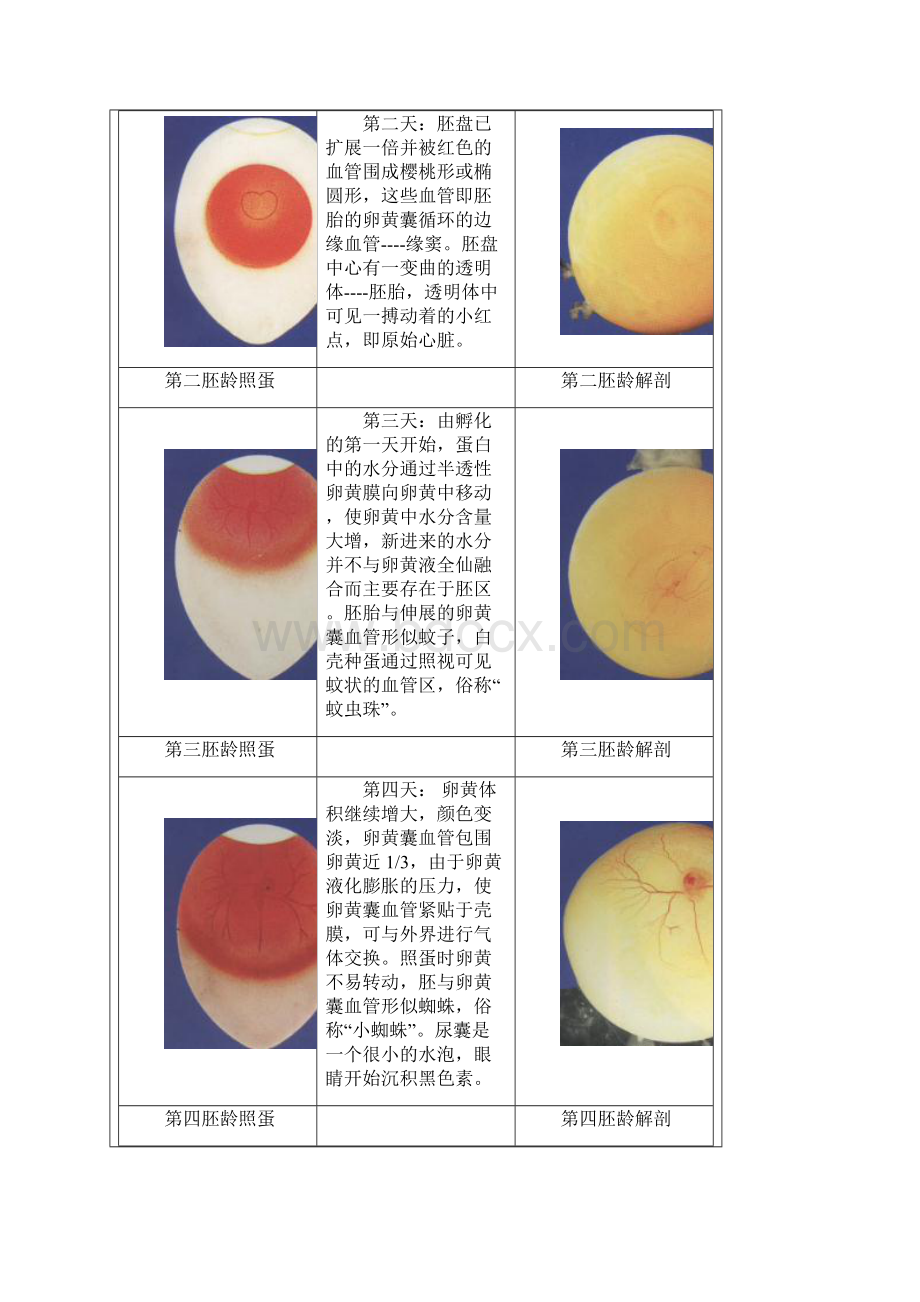 鸡的胚胎发育图解.docx_第2页