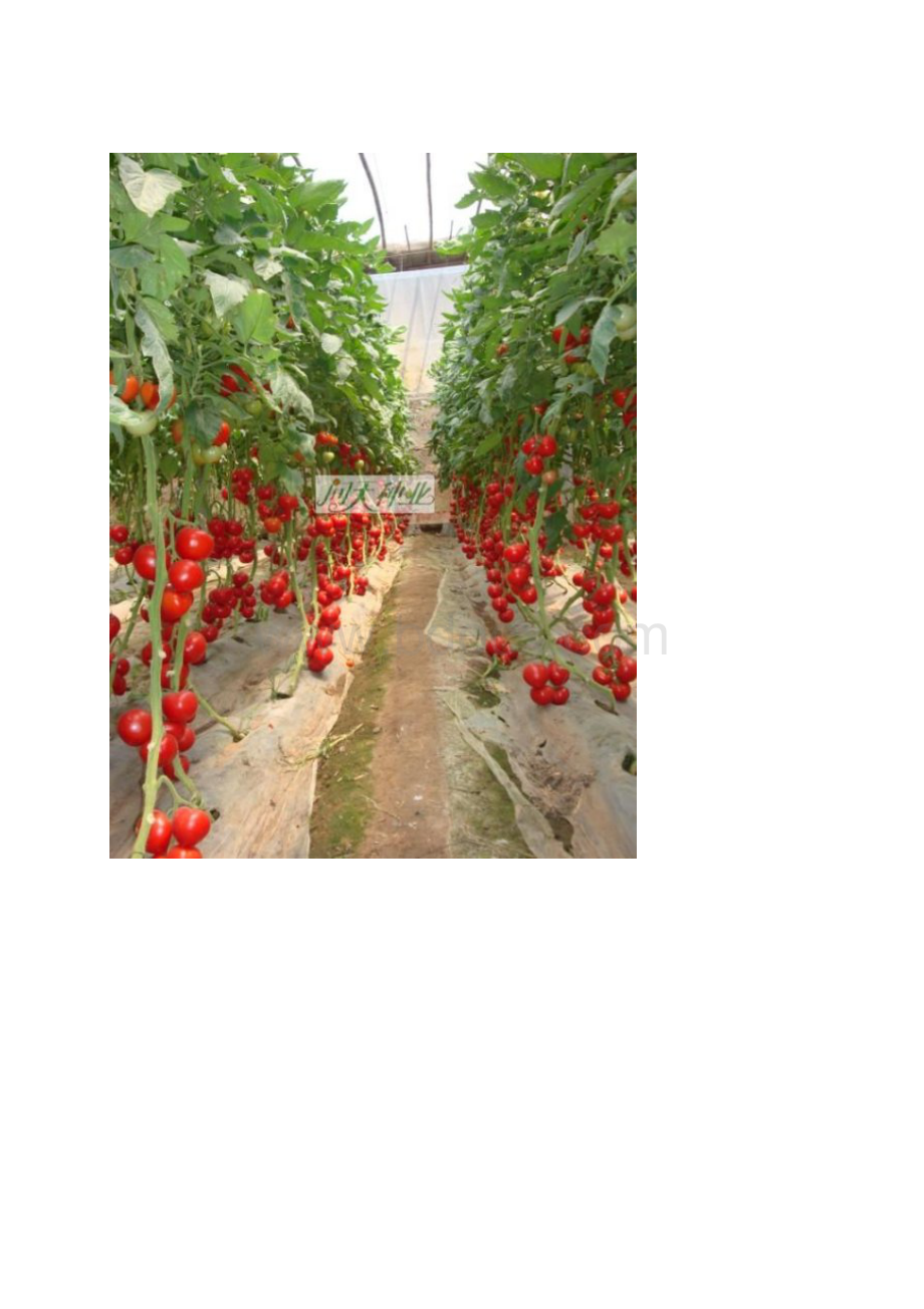 番茄种植技术.docx_第2页