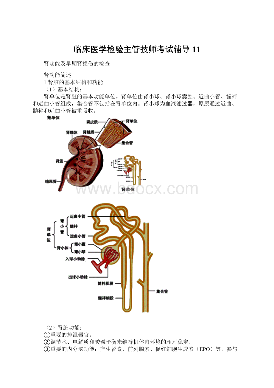 临床医学检验主管技师考试辅导11.docx