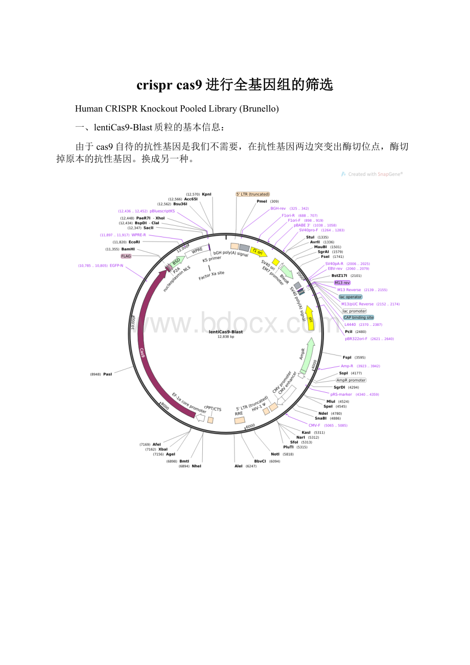 crispr cas9进行全基因组的筛选.docx_第1页