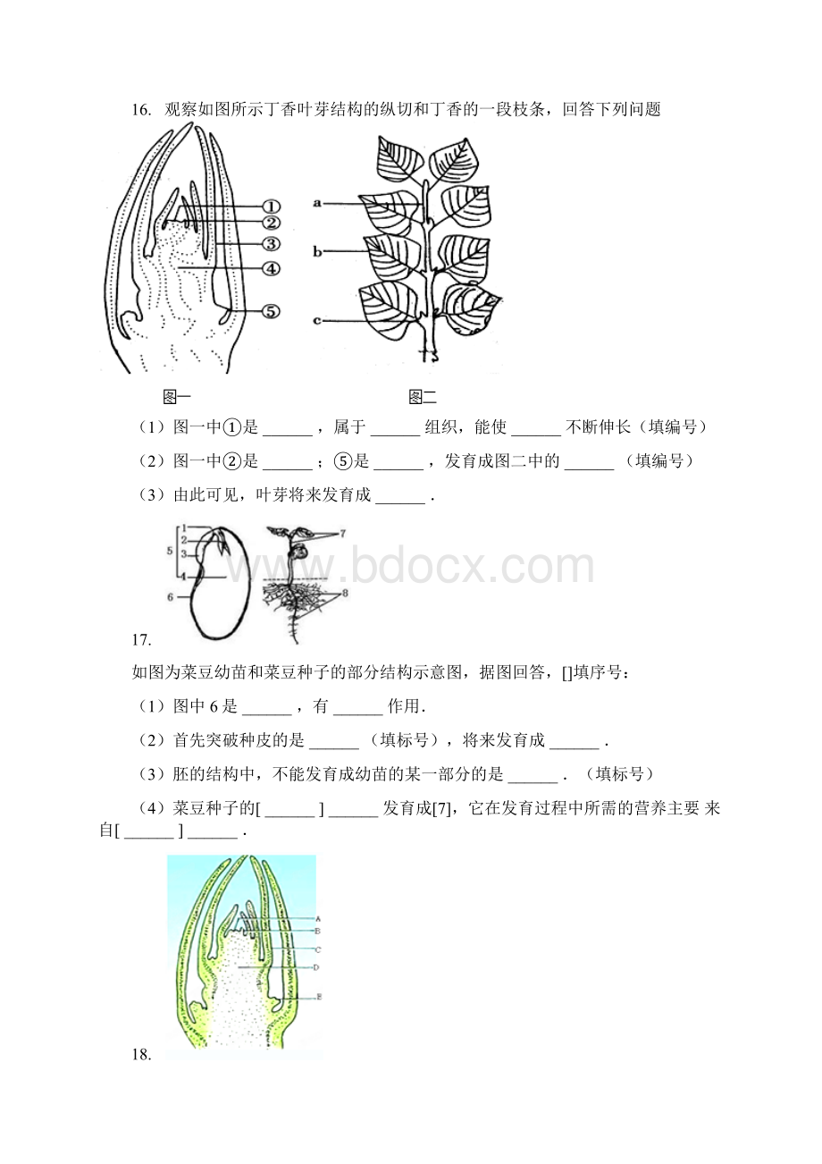 完整word版芽的发育习题含答案Word格式.docx_第3页