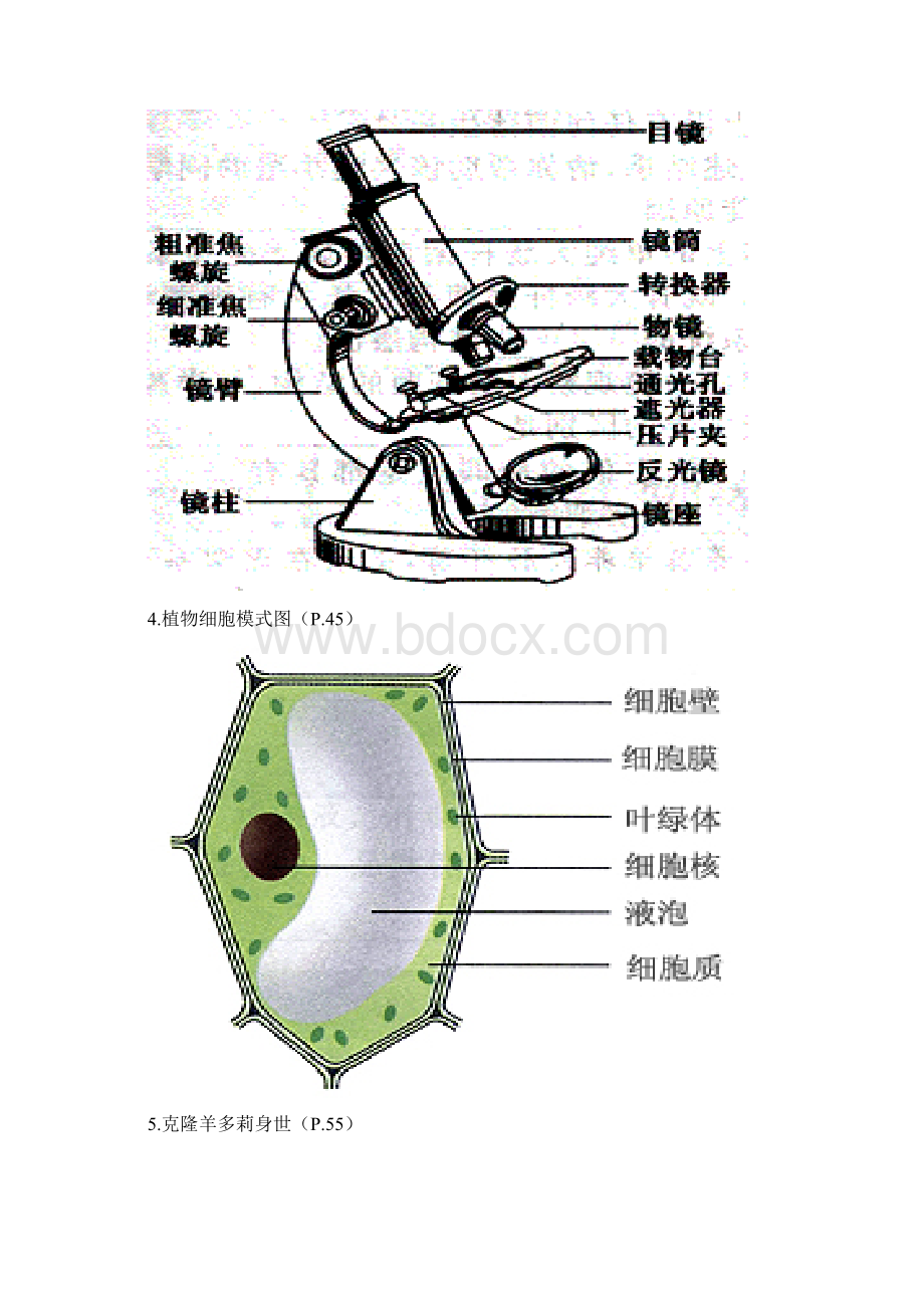 初中生物课本上的图.docx_第2页