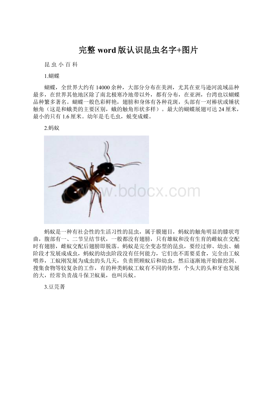 完整word版认识昆虫名字+图片.docx