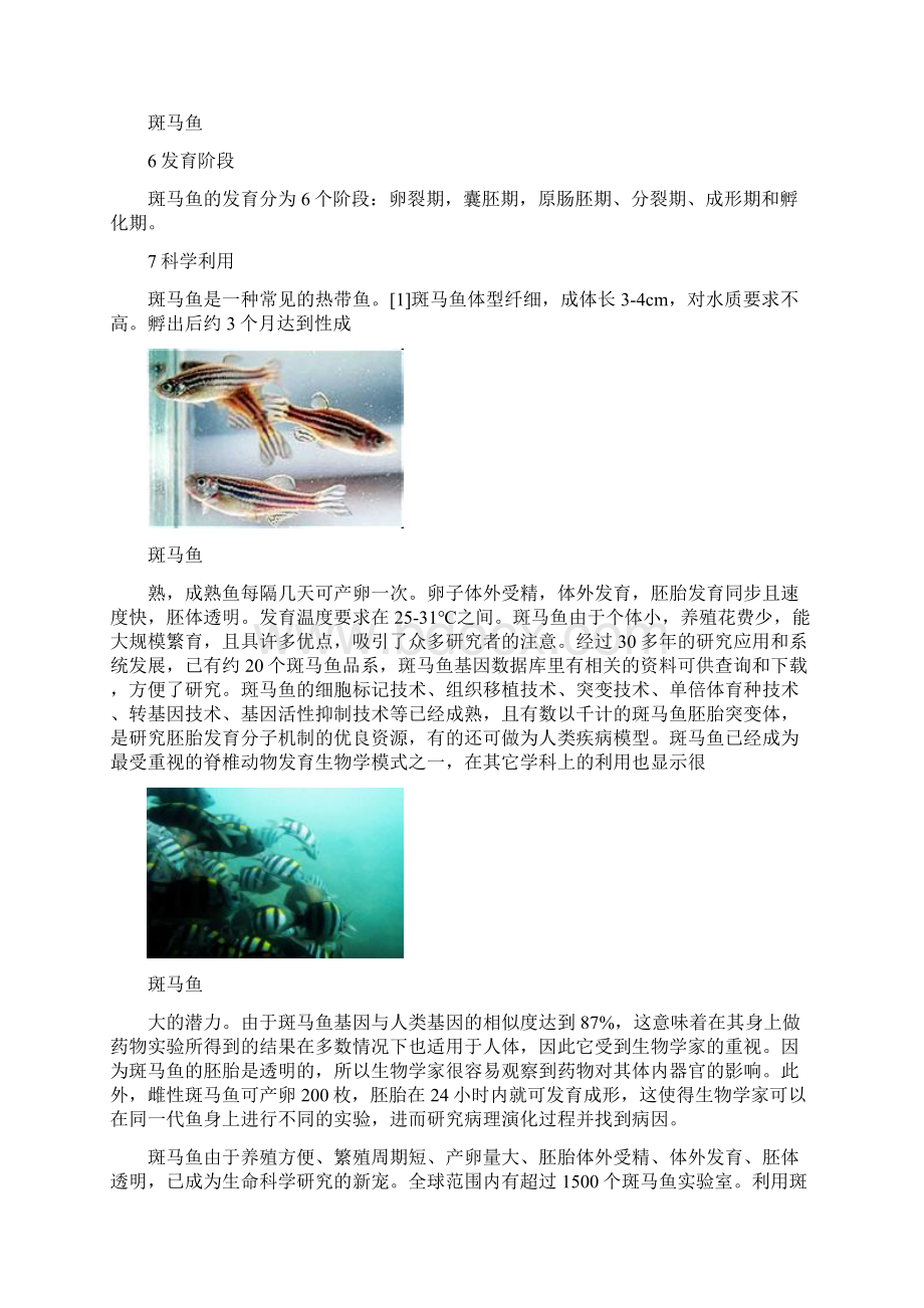 斑马鱼养殖.docx_第3页