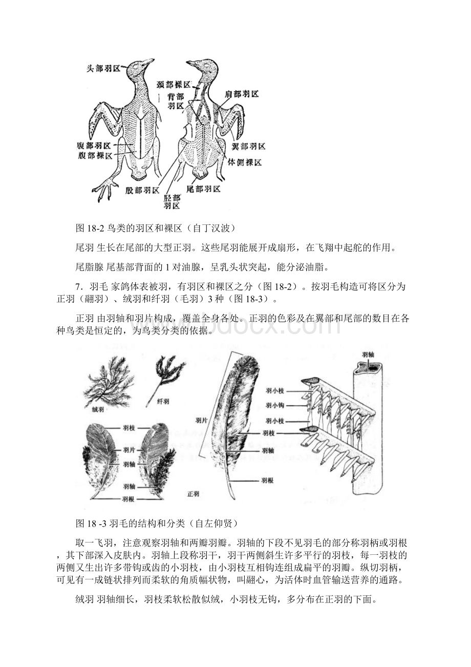 实验家鸽的外形与解剖.docx_第3页