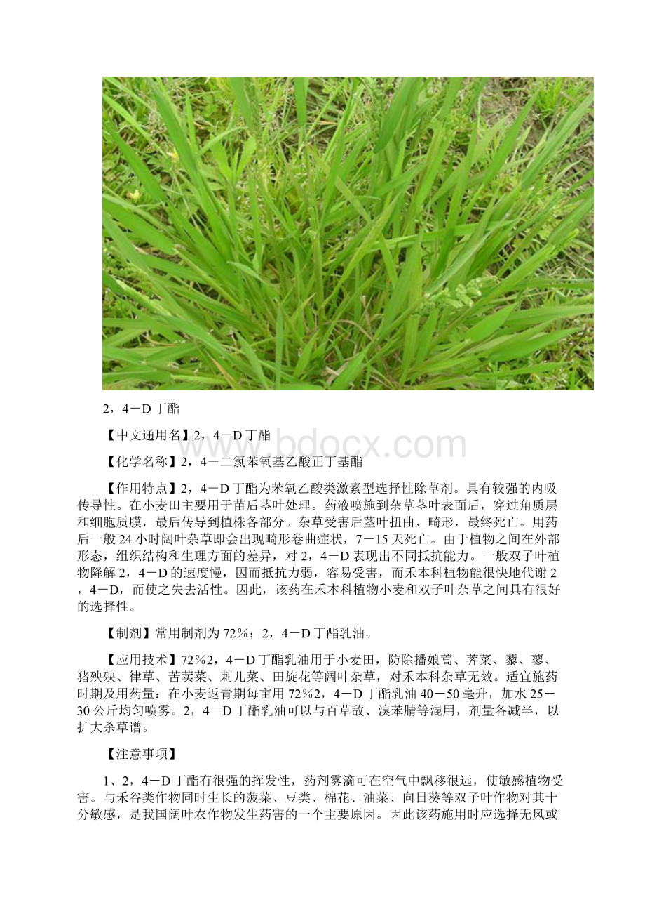 小麦田主要除草剂及使用方法.docx_第2页