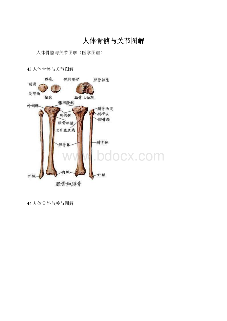 人体骨骼与关节图解.docx