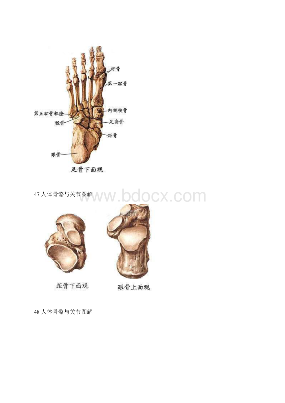 人体骨骼与关节图解文档格式.docx_第3页