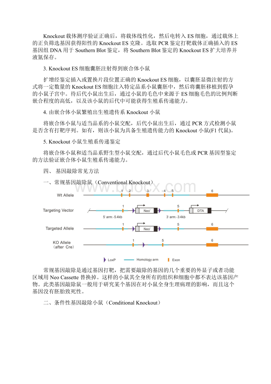 基因敲除小鼠技术Word文件下载.docx_第3页