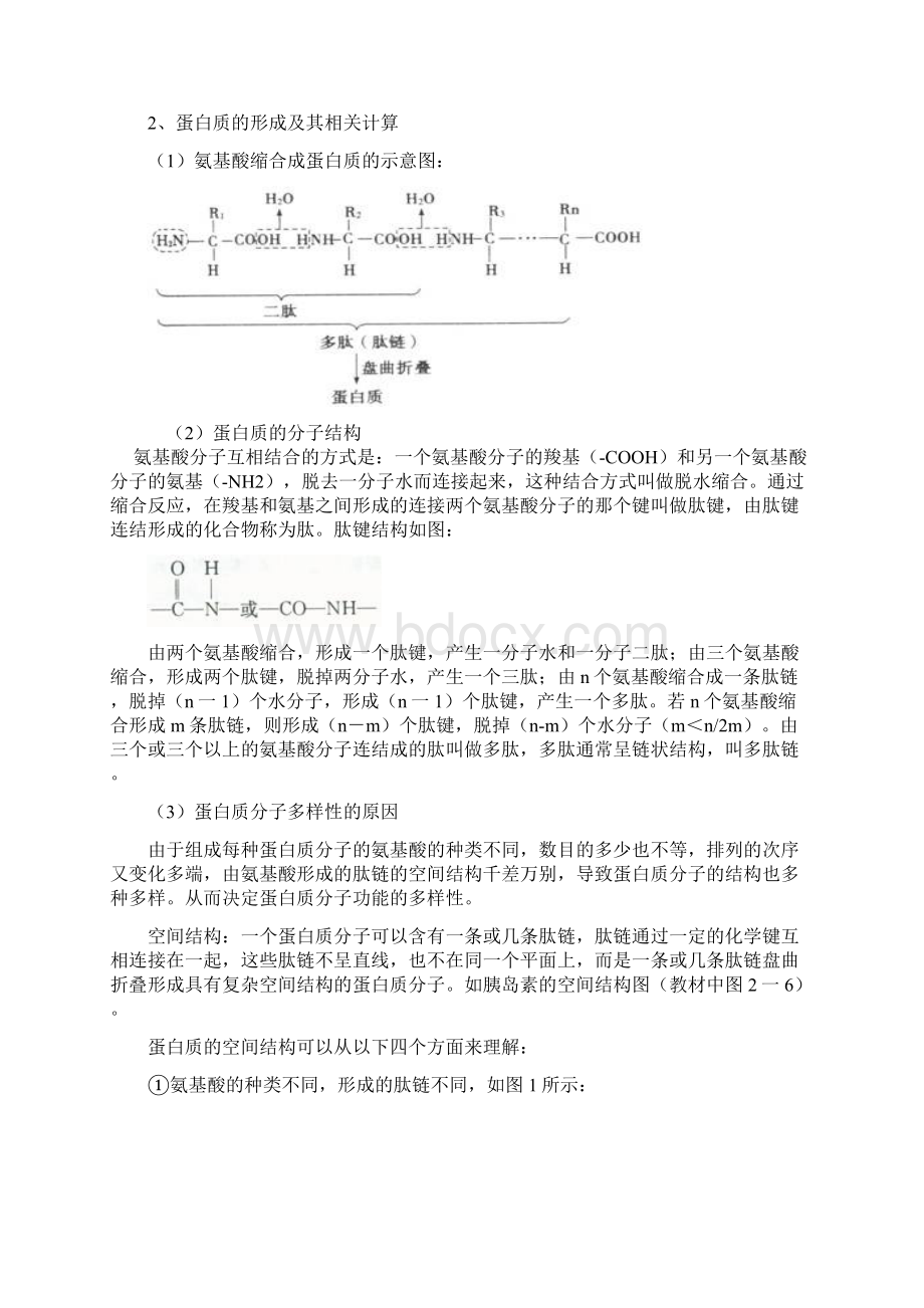 人教版秋高一生物必修一3组成细胞的分子蛋白质和核酸知识点讲解卷.docx_第2页