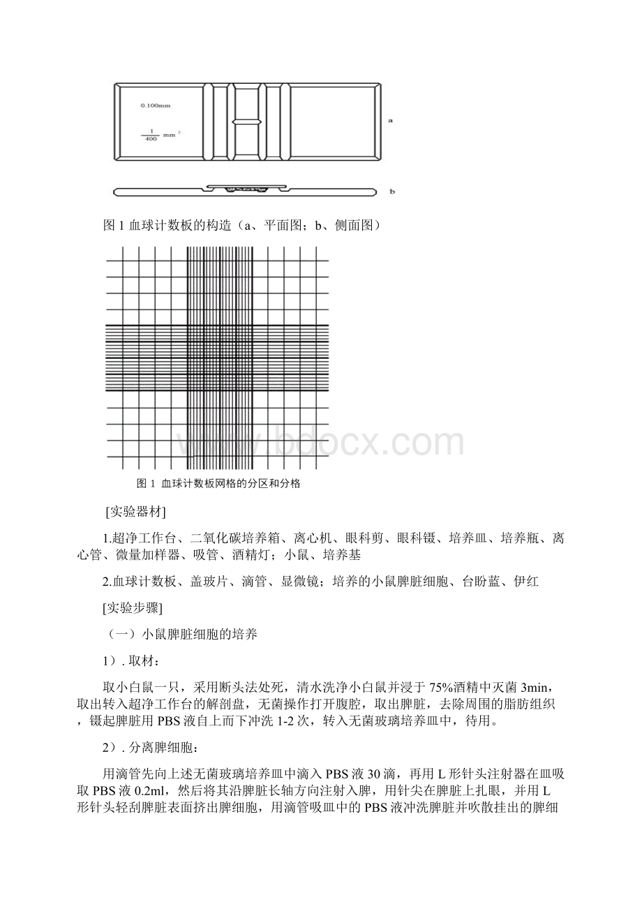 动物细胞培养技术小鼠脾脏细胞.docx_第3页