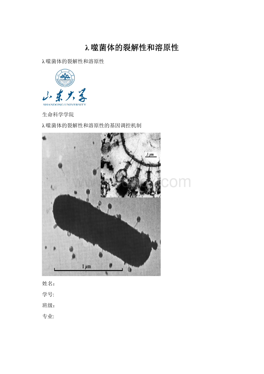 λ噬菌体的裂解性和溶原性.docx_第1页