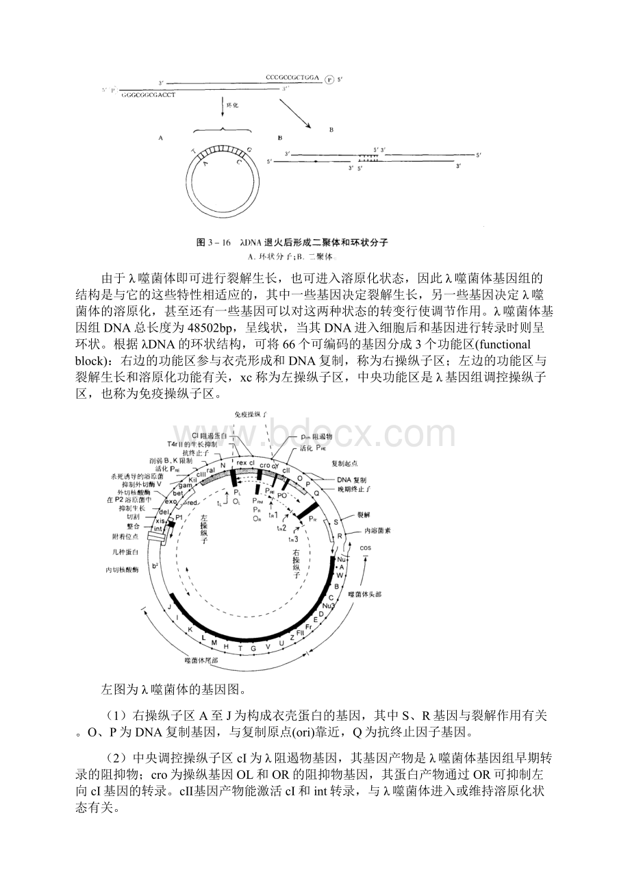 λ噬菌体的裂解性和溶原性.docx_第3页