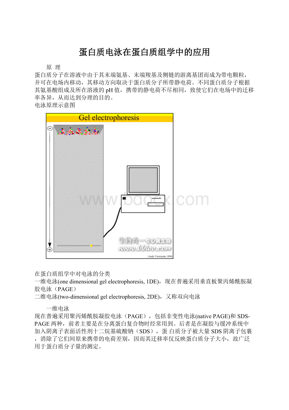 蛋白质电泳在蛋白质组学中的应用.docx_第1页