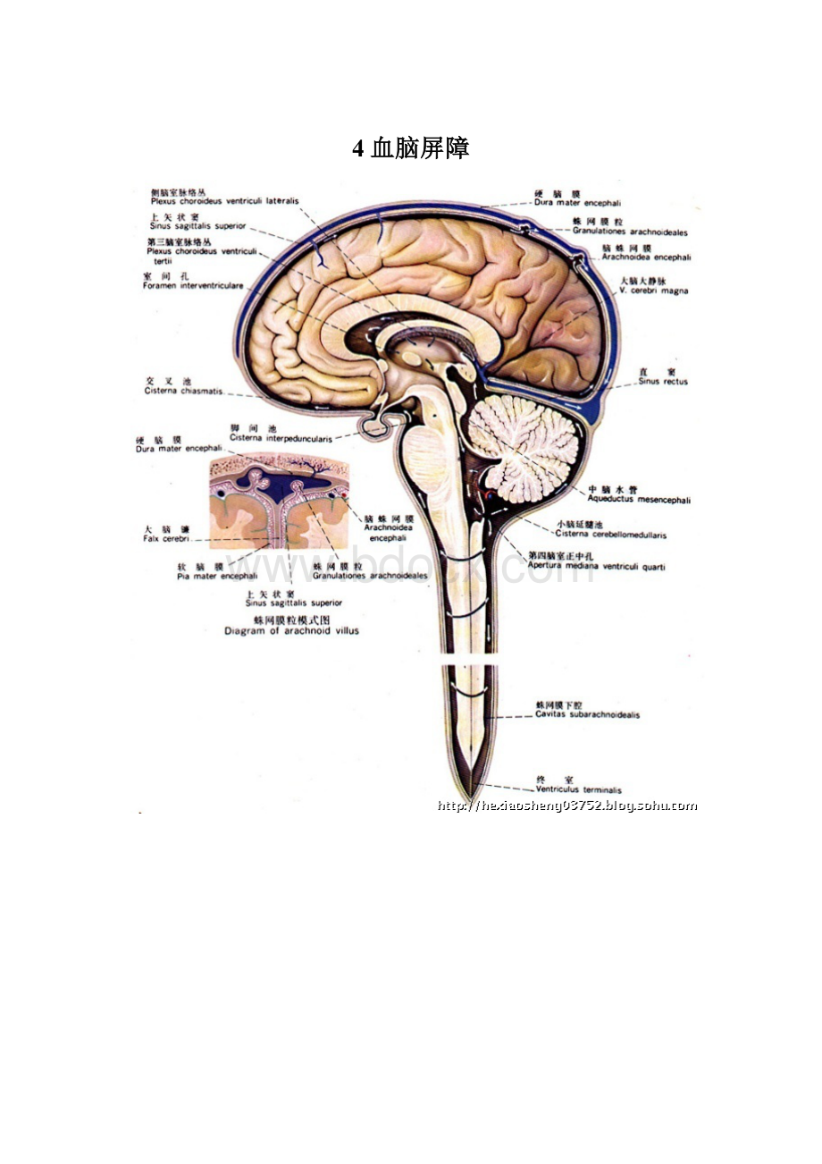 4血脑屏障.docx