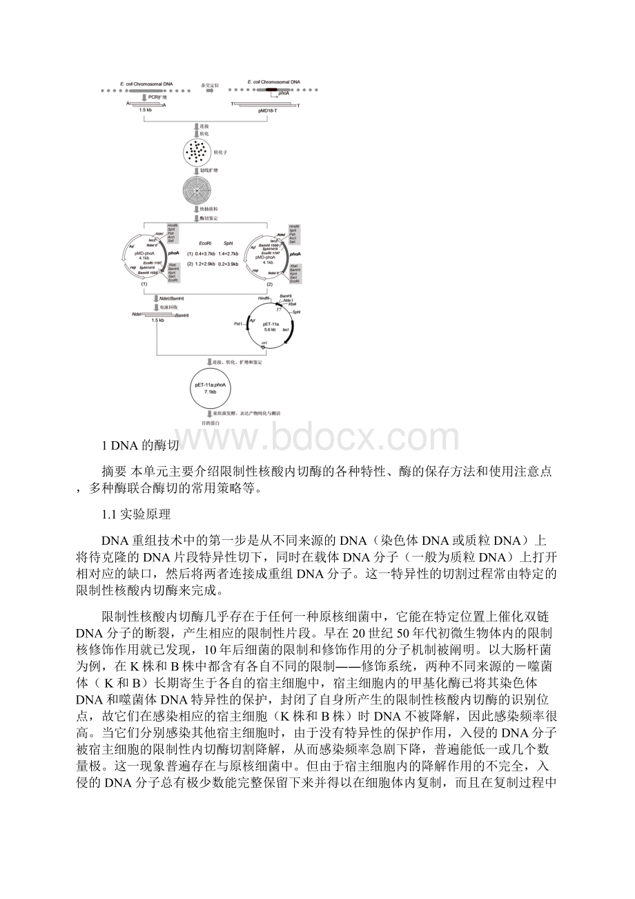 基因工程综合性教学实验.docx_第3页