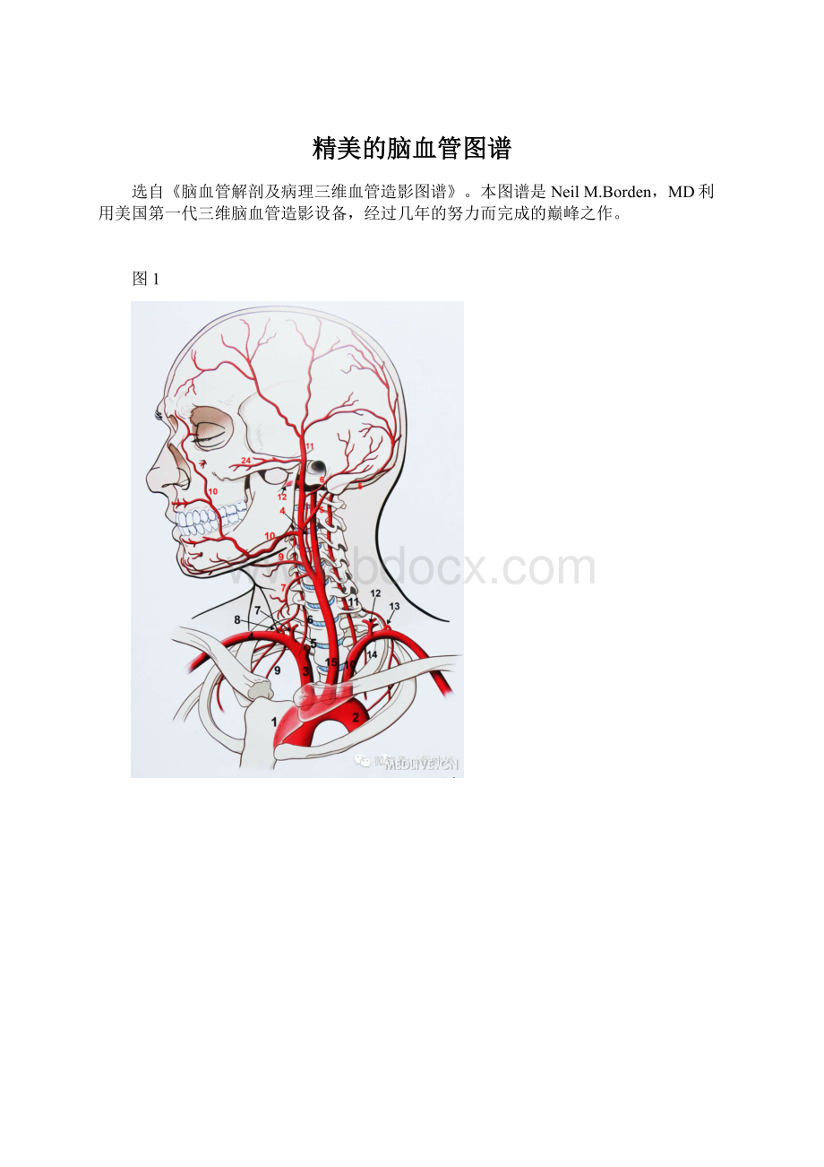 精美的脑血管图谱Word下载.docx_第1页