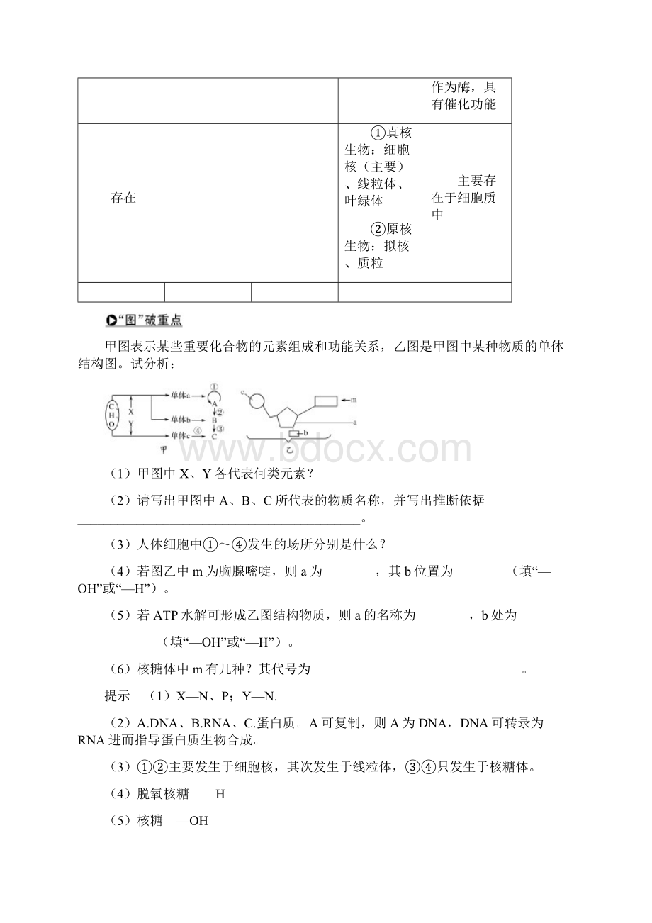 高考生物一轮复习 第一单元 组成细胞的分子 第4讲 核酸 糖类和脂质学案.docx_第3页