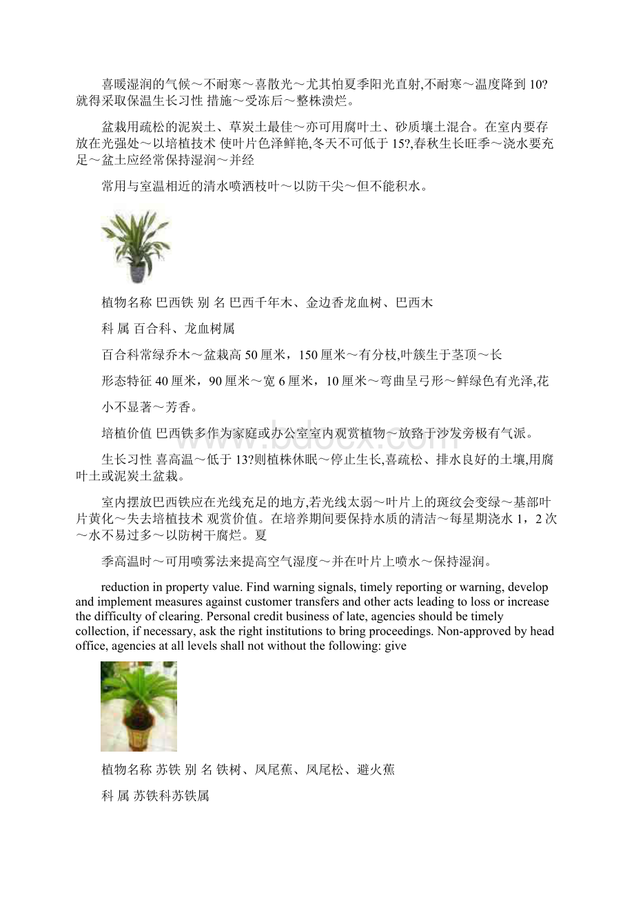 50种盆栽植物图片及名称.docx_第2页