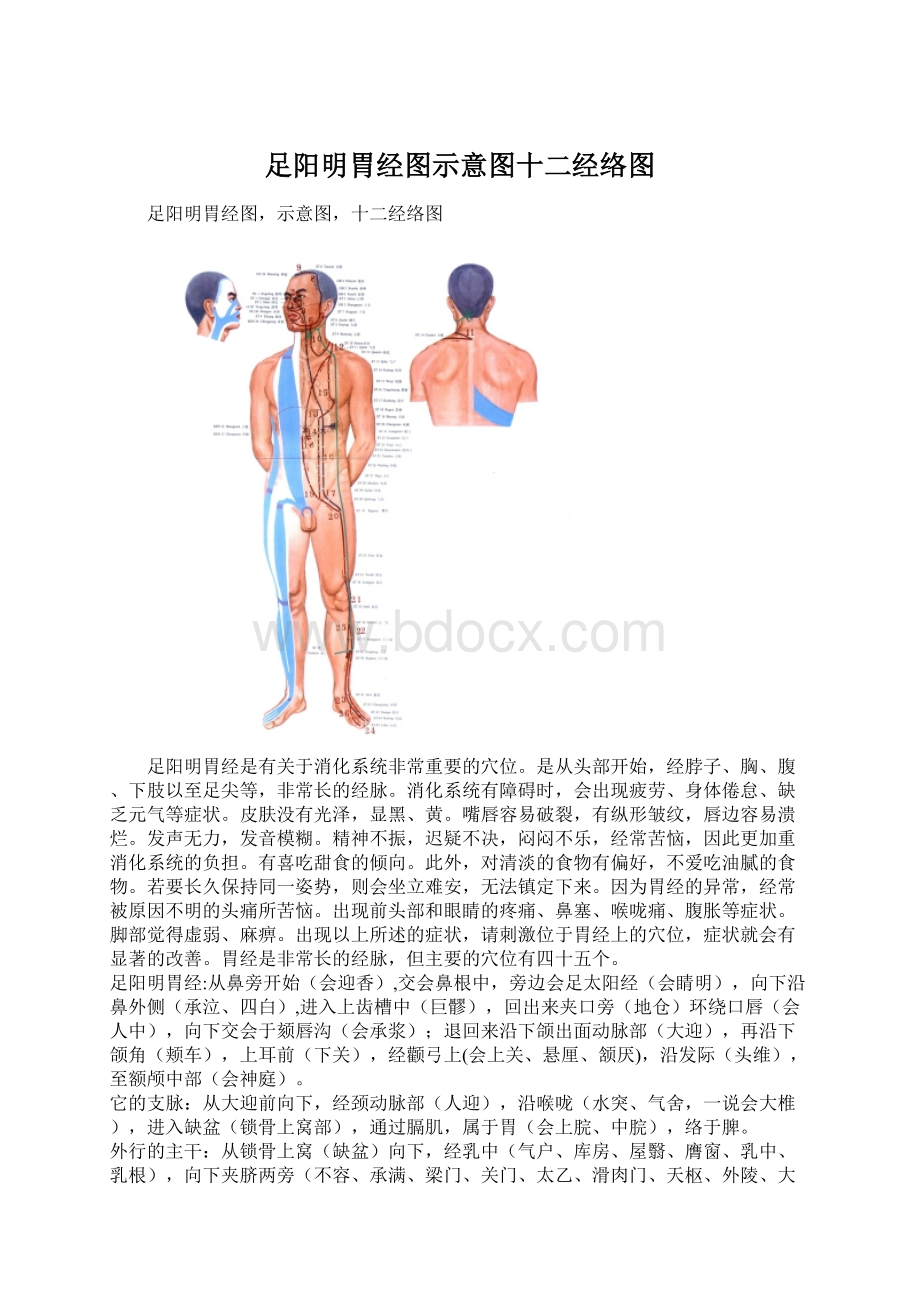 足阳明胃经图示意图十二经络图.docx_第1页