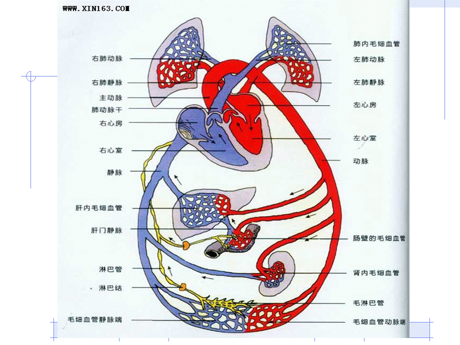 临床医学概要循环系统疾病.ppt_第2页