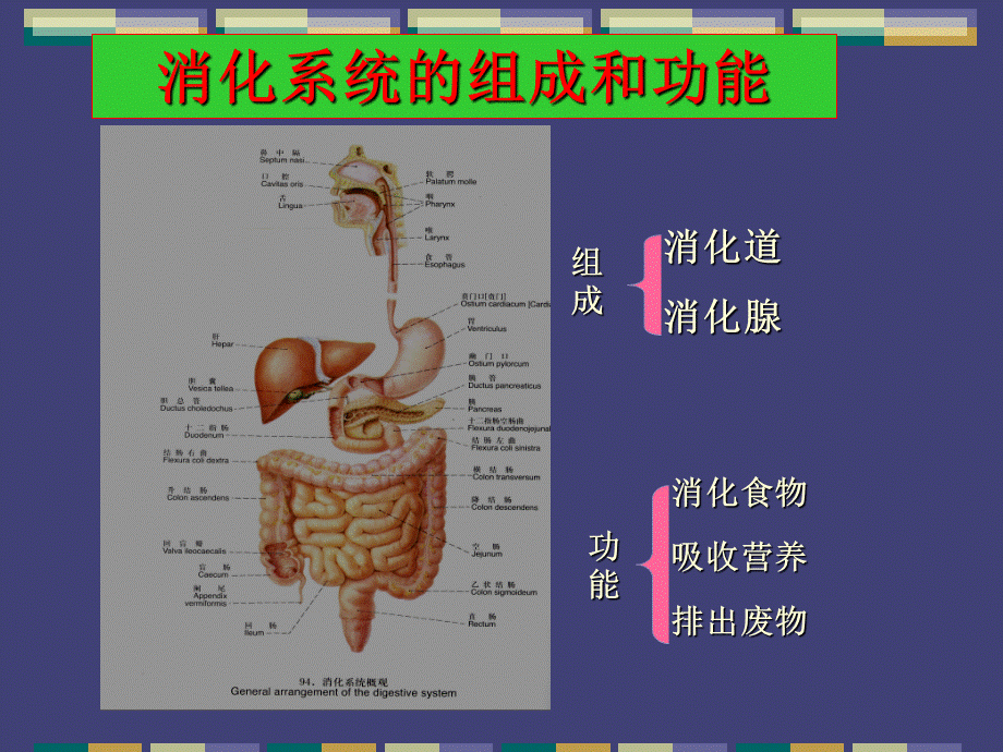 临床医学概要消化系统疾病PPT课件.ppt_第1页