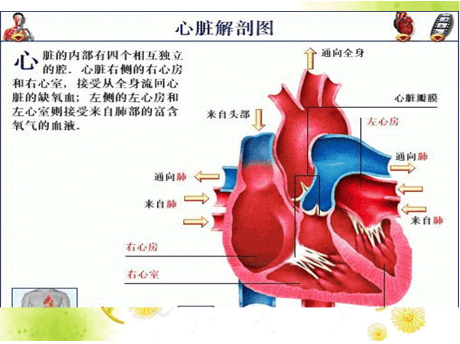 心脏黏液瘤PPT课件.pptx_第2页