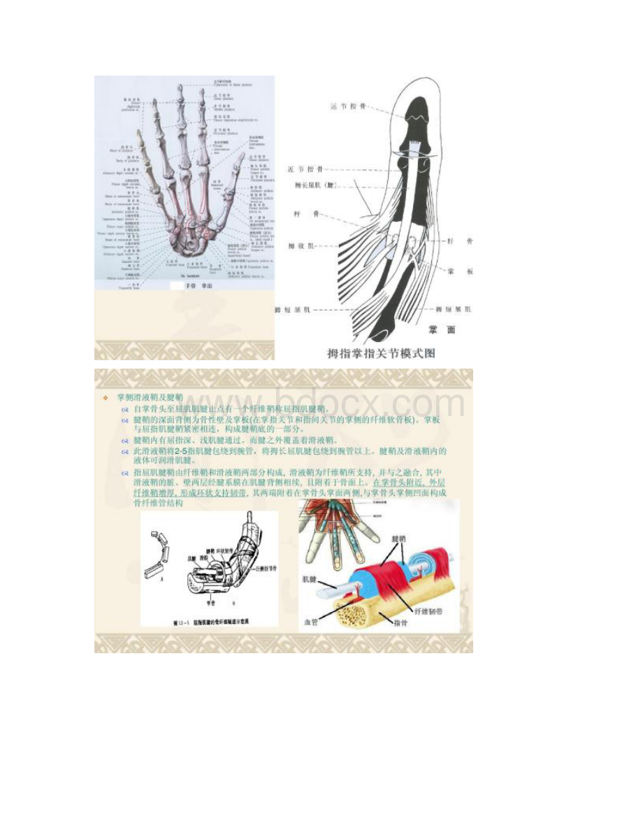 屈指肌狭窄性腱鞘炎解读.docx_第2页