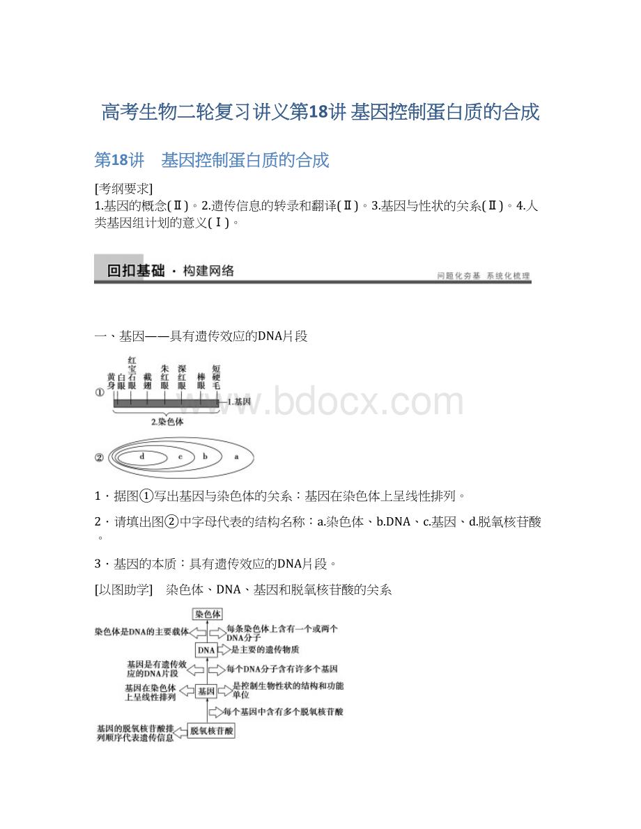 高考生物二轮复习讲义第18讲 基因控制蛋白质的合成.docx_第1页