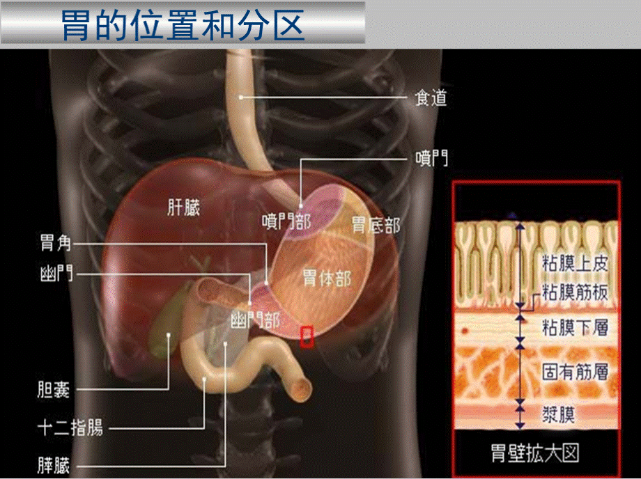 胃十二指肠PPT课件..pptx_第2页