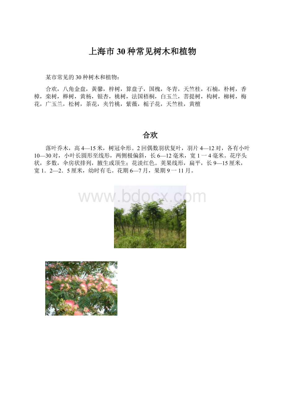 上海市30种常见树木和植物Word格式.docx_第1页