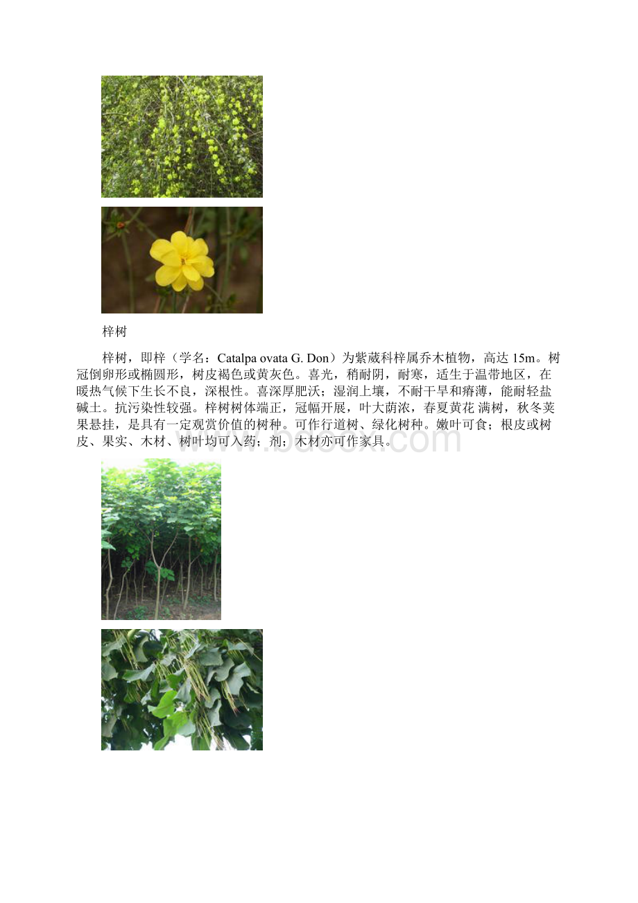 上海市30种常见树木和植物Word格式.docx_第3页